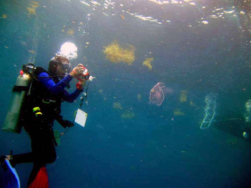 Mac filming jellyfish